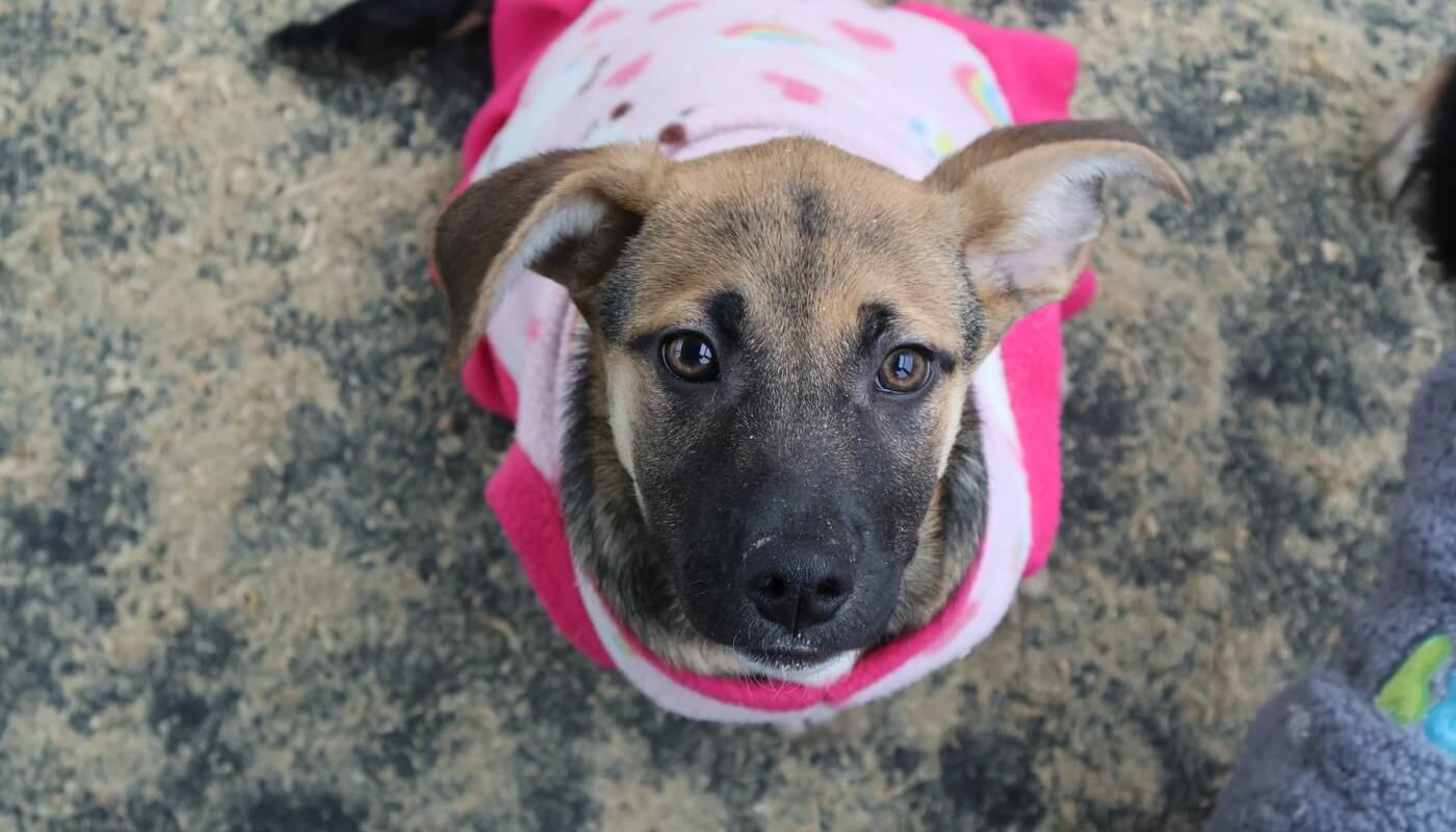51. Adopta 51. Adopta