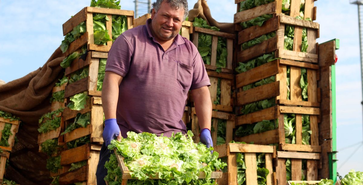 8. Productos hortofrutícolas