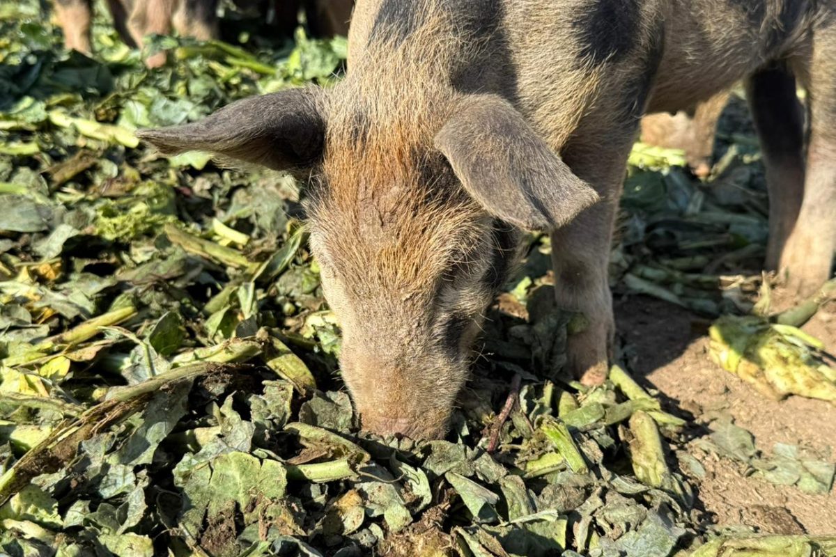 WhatsApp Image 2026-04-14 at 11.11.08