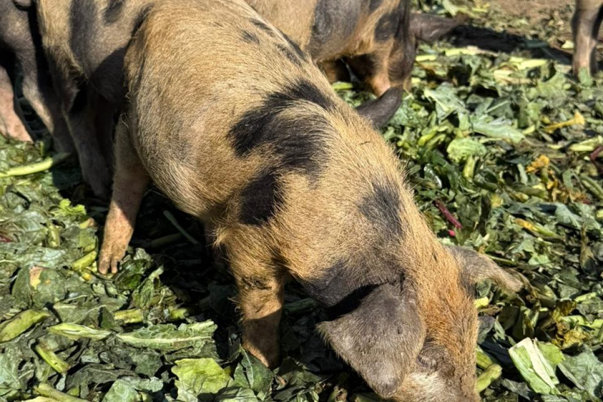 WhatsApp Image 2026-04-14 at 11.11.09