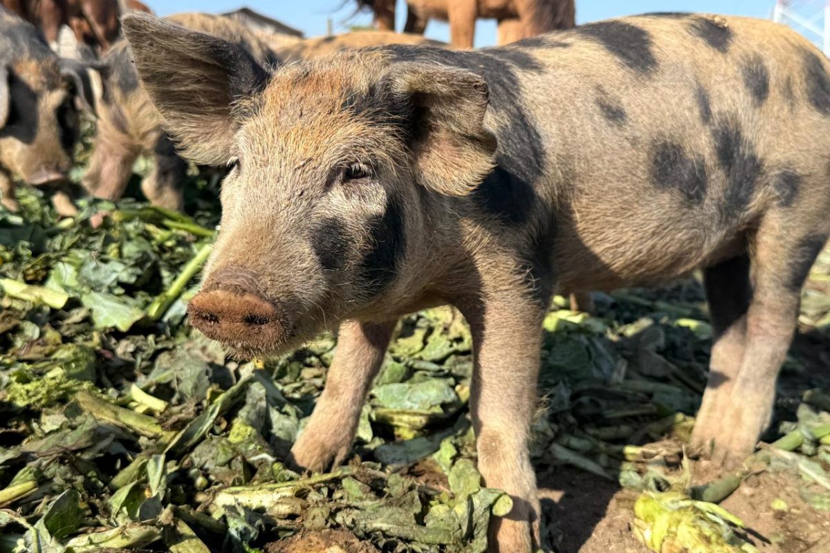 WhatsApp Image 2026-04-14 at 13.04.26